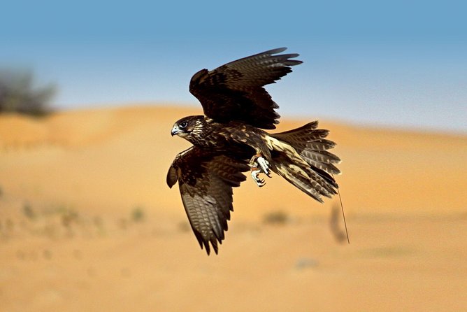 Private Falconry Experience and Nature Desert Safari in Dubai - A private Land Rover Defender pickup that sets the tone