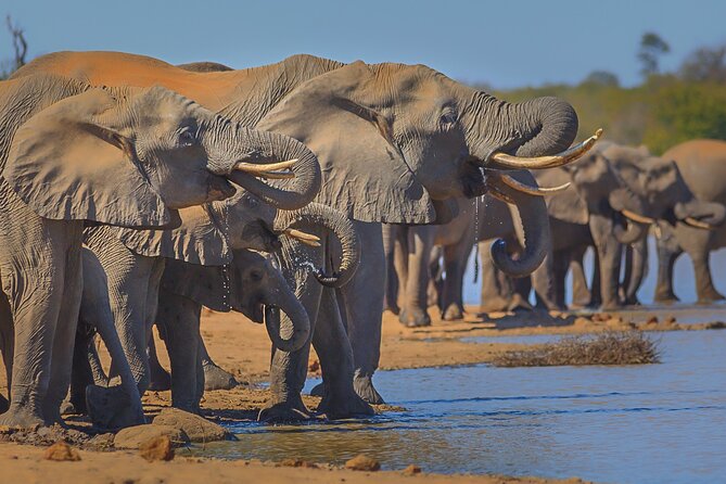 Private Full Day Safari (10 hours) in Kruger National Park - Letaba Rest Camp and Elephant Hall: more than a quick stop