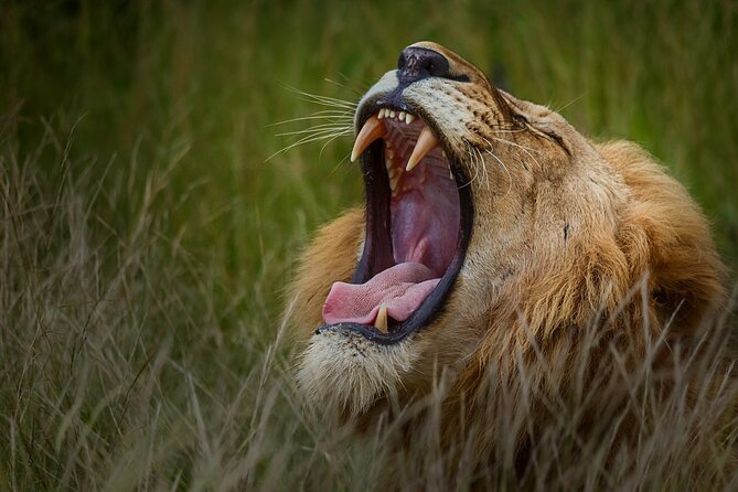 Private Full Day Safari (10 hours) in Kruger National Park - Olifants River high-water bridge: birds, banks, and calmer moments