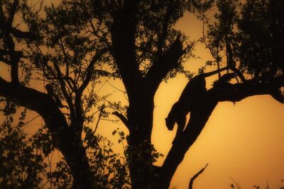 Private Full Day Safari (10 hours) in Kruger National Park - Satara savanna drives: where predator chances rise