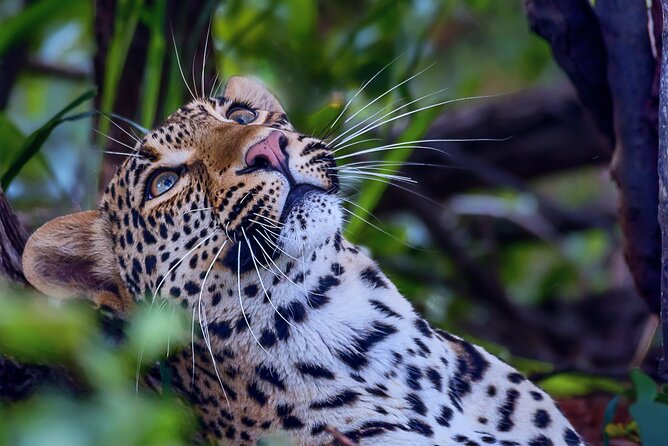 Private Full Day Safari (10 hours) in Kruger National Park - Wildlife photo habits for an open-vehicle day