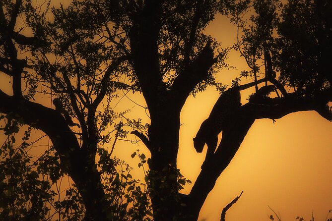Private Full Day Safari (10 hours) in Kruger National Park - Satara savanna drives: where predator chances rise
