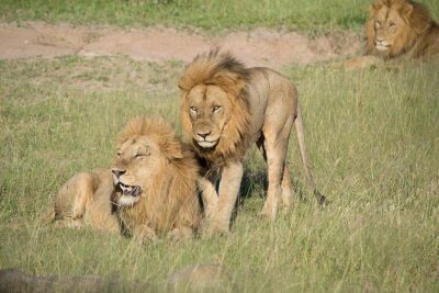 Private Full Day Safari l Kruger National Park from Hazyview or Skukuza - What Happens on the Drive: Multiple Game Drives Without Feeling Rushed