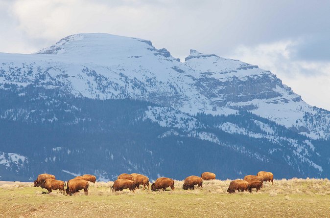 Private Grand Teton Wildlife Safari Tour - The route: from Moose visitor center to Jackson Lake