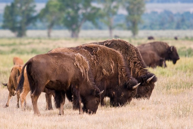 Private Grand Teton Wildlife Safari Tour - Price and value: $547.50 for a lot of work, tools, and time