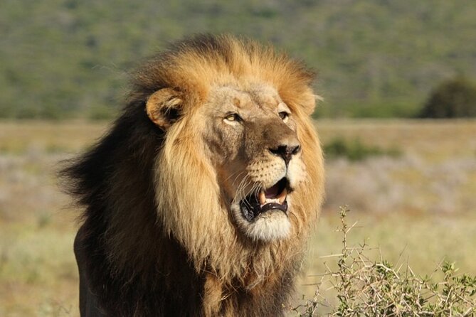 Private Half Day Addo Elephant National Park Safari - Key Points You’ll Feel on This Addo Safari