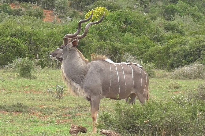 Private Half Day Addo Elephant National Park Safari - Rhino and Cape Buffalo: The Addo Targets Worth Waiting For