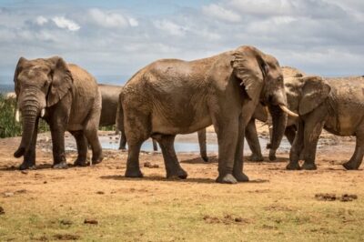 Private Half Day Addo Elephant National Park Safari - The 9:00 am Pickup and the Air-Conditioned Ride That Makes It Worth It