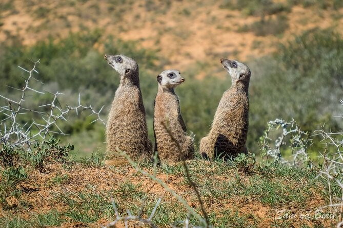 Private Half Day Addo Elephant National Park Safari - The Flora and Fauna Lesson: Why the Guide Changes Everything
