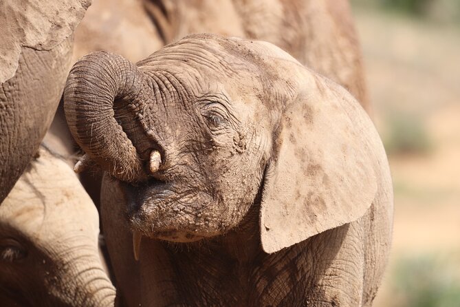 Private Half Day Addo Elephant National Park Safari - Photo Tips That Match the Reality of Dirt Tracks and Heat
