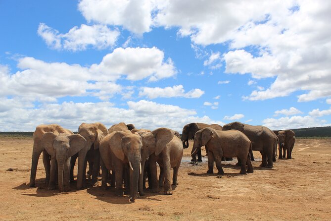Private Half Day Addo Elephant National Park Safari - Price and Value from Port Elizabeth: Is $178.93 Fair?