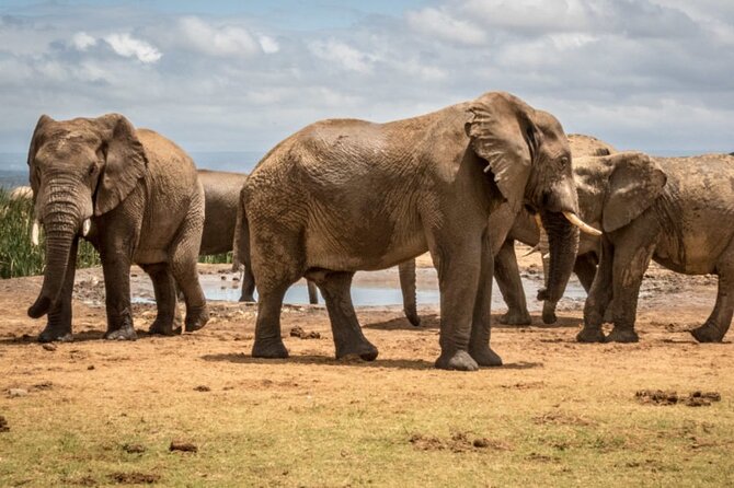 Private Half Day Addo Elephant National Park Safari - The 9:00 am Pickup and the Air-Conditioned Ride That Makes It Worth It