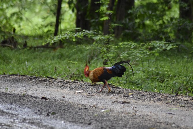 Private Jeep Safari at Minneriya National Park - Half Day Tour - Private Jeep Safari at Minneriya: what you’re actually paying for