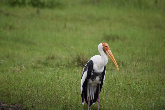 Private Jeep Safari at Minneriya National Park - Half Day Tour - Minneriya, Hurulu, or Kaudulla: the smart weather-based park swap