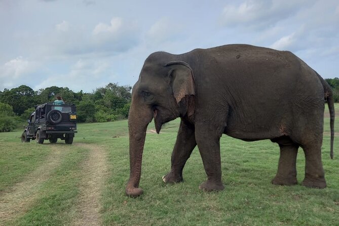 Private Jeep Safari at Minneriya National Park to Visit Elephants - Morning vs Afternoon: The Timing Tip That Changes What You See