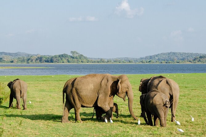 Private Jeep Safari at Minneriya National Park to Visit Elephants - Pickup, Drop-Off, and Getting There Without Stress