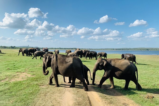Private Jeep Safari at Minneriya National Park to Visit Elephants - How Ethical Wildlife Viewing Feels in Practice