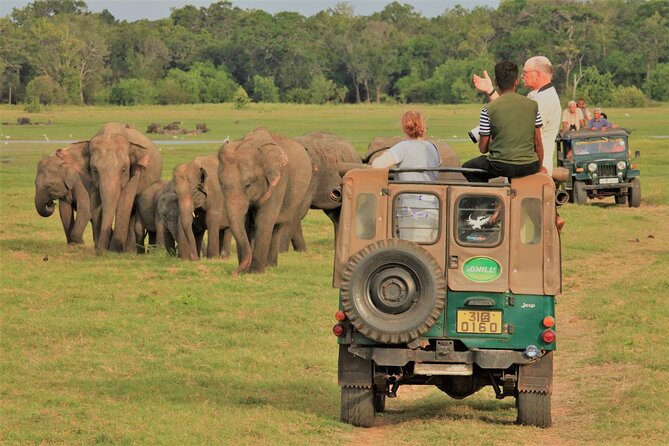 Private Jeep Safari at Minneriya National Park to Visit Elephants - Inside the Jeep: The Viewing Style That Makes This Safari Feel Different