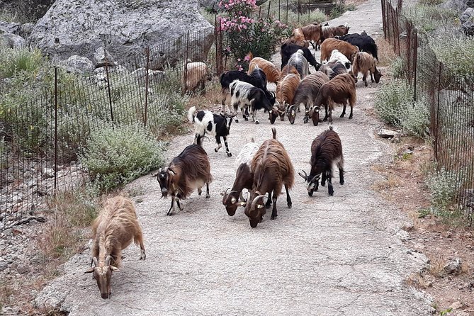 Private - Jeep Safari Tour with Lunch and Tastings - Sebronas Gorge drive and White Mountains access in a real 4WD