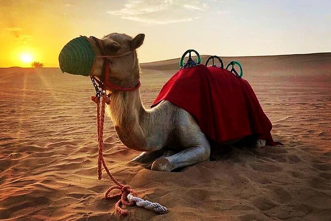 Private Morning Desert Safari: Camel Ride, Sandboarding Adventure - Sandboarding: sliding the red dunes without turning it into a course