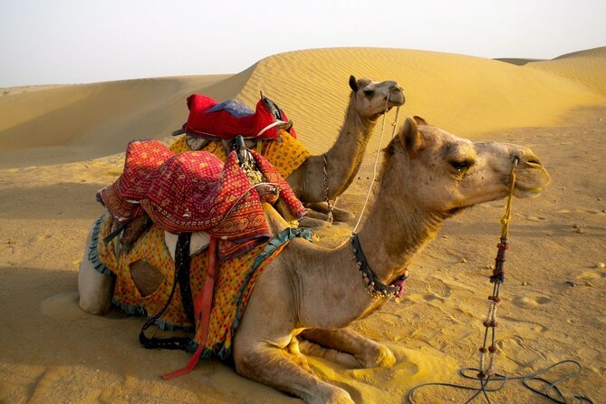Private Overnight Safari Tour with Camel Ride - A private overnight safari near Jaisalmer that actually feels remote