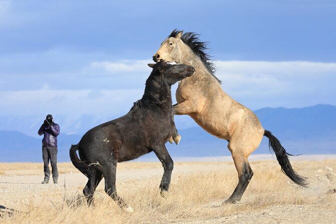 Private Wild Horse Photo Safari from Tooele - The Main Event: 3.5 Hours with Onaqui Wild Horses from a 4x4 SUV