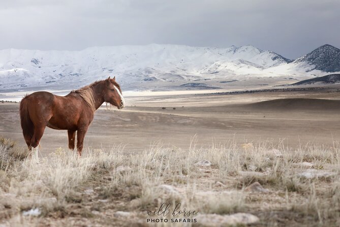 Private Wild Horse Photo Safari from Tooele - How Jennifer Rogers’ Photo Coaching Changes the Results