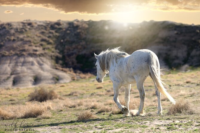 Private Wild Horse Photo Safari from Tooele - Photography Time That Isn’t Rushed