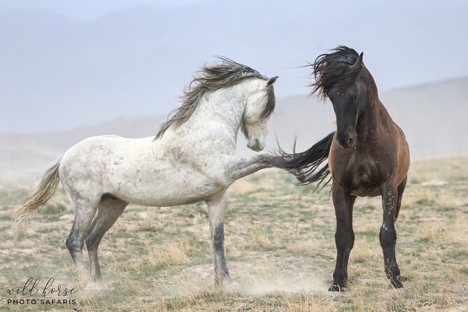 Private Wild Horse Photo Safari from Tooele - Timing, Pickup, and Group Size: Practical Stuff That Impacts Your Trip