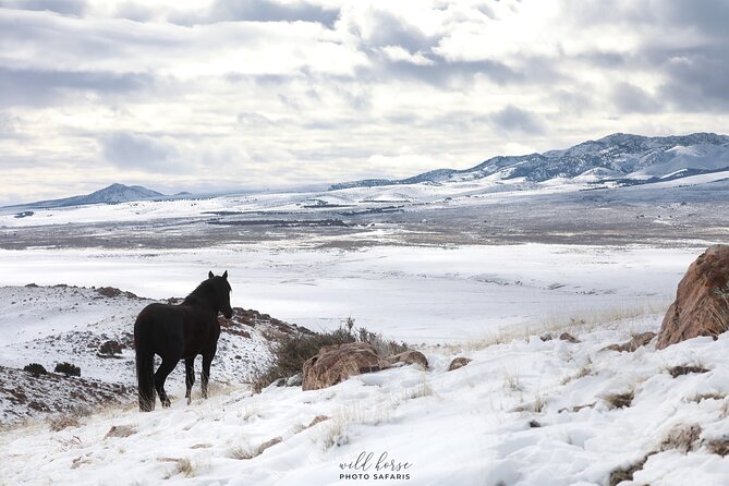 Private Wild Horse Photo Safari from Tooele - Value Check: Is $449 Per Group Worth It?