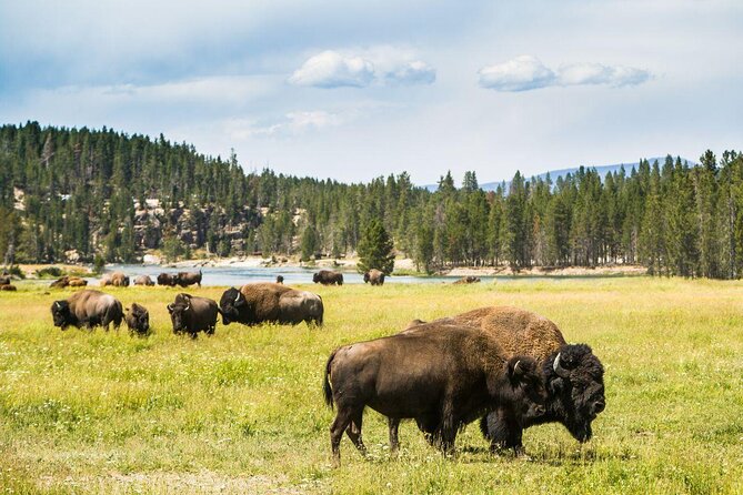 Private Yellowstone Wolf Watching & Wildlife Safari + lunch - Key Points You’ll Feel on Day One