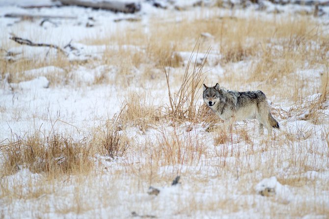 Private Yellowstone Wolf Watching & Wildlife Safari + lunch - A 5:30 a.m. Start That Pays Off in Wolf Territory
