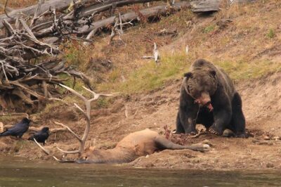 Private Yellowstone Wolf Watching & Wildlife Safari + lunch - Private Guide With a Biology Lens