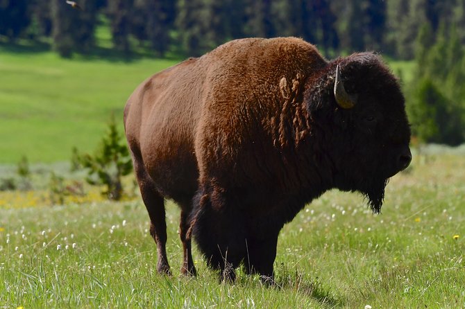 Private Yellowstone Wolf Watching & Wildlife Safari + lunch - Hayden Valley for Bison and Wolf Possibilities