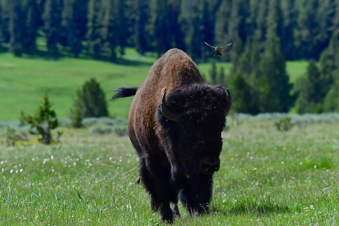 Private Yellowstone Wolf Watching & Wildlife Safari + lunch - Gourmet Lunch Break Without Losing the Day