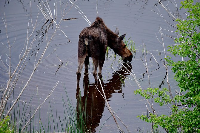 Private Yellowstone Wolf Watching & Wildlife Safari + lunch - Gear, Comfort, and What You Should Bring