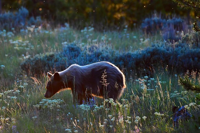 Private Yellowstone Wolf Watching & Wildlife Safari + lunch - Price Per Group: What $1,999 Really Buys You