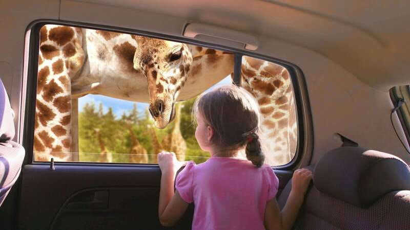 Puebla Africam Safari Park, Live an Unforgettable Adventure! - Key points to know before you go