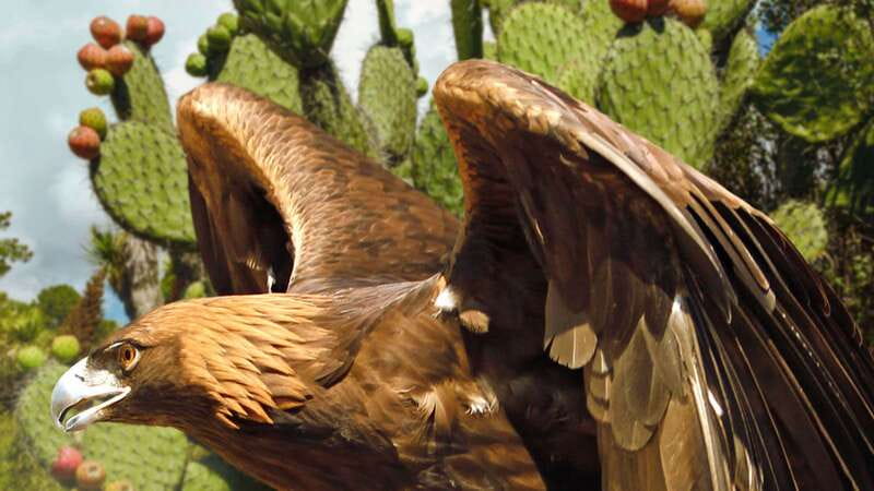 Puebla Africam Safari Park, Live an Unforgettable Adventure! - Wildlife Education You Can Actually Use (Even in Spanish)