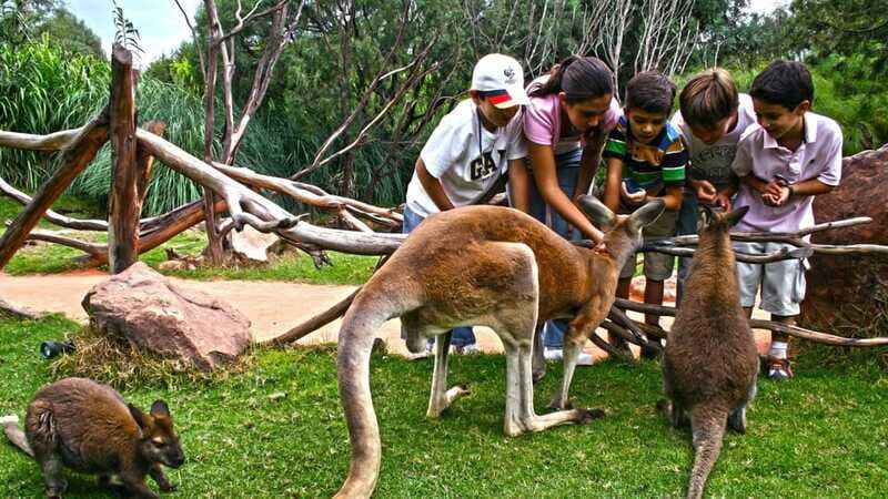 Puebla Africam Safari Park, Live an Unforgettable Adventure! - Price and Value: What $43 Really Covers