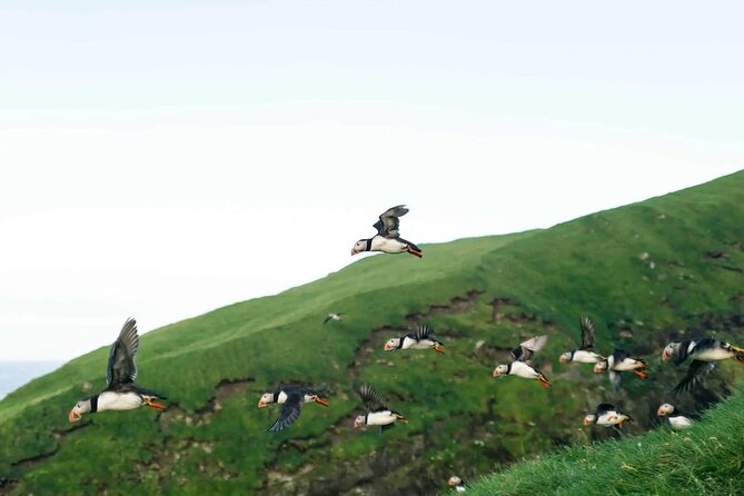 Puffin Safari Boat Tour - Key Things to Know Before You Go