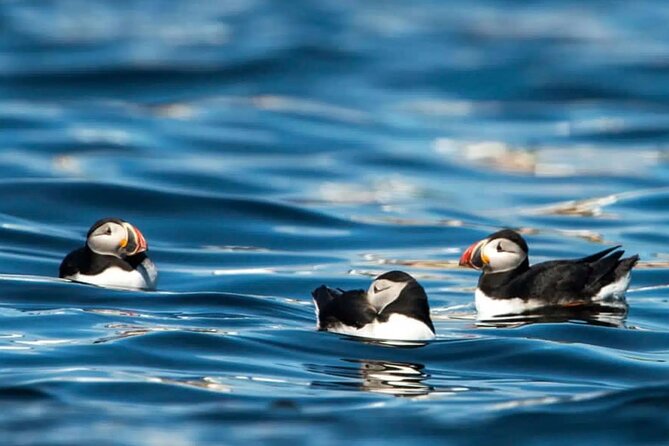 Puffin Safari Boat Tour - Stop 2: Tindhólmur Islet, Puffins in the Five-Peak “Dragon” Shape