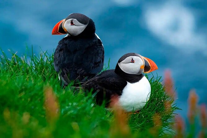 Puffin Safari Boat Tour - Getting on Board: What to Expect at the Dock and on the Boat