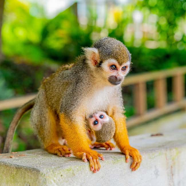Punta Cana: Monkey Land Half-Day Safari and Plantation - The Monkey Rules That Protect You and Them