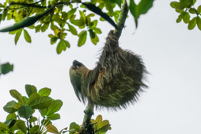 Pure Nature Safari River Float - Why the San Rafael de Guatuso Section Works for Wildlife Spotting