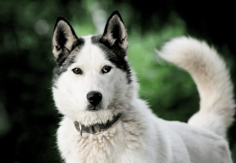 Pyhätunturi: Husky safari 5km including a farm visit - Key points before you go