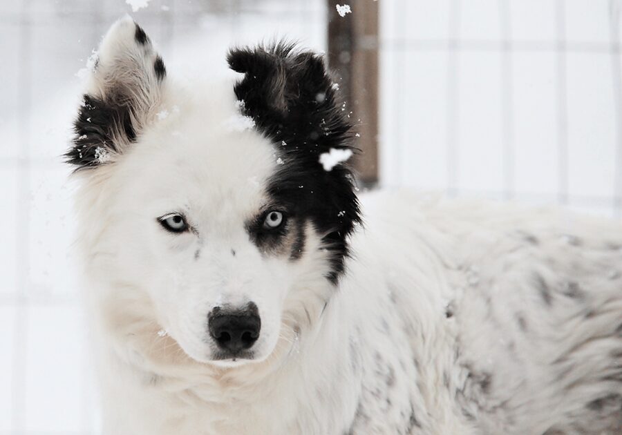 Pyhätunturi: Husky safari 5km including a farm visit - Sledge ride rules: driving the sled, safety, and the real logistics