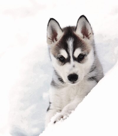 Pyhätunturi: Husky safari 5km including a farm visit - The dogs first: professional Alaskan racing huskies up close