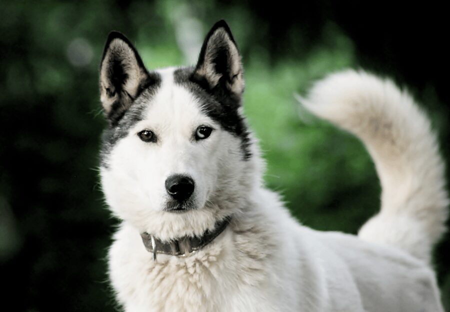 Pyhätunturi: Husky safari 5km including a farm visit - The campfire hut and steaming berry juice pause