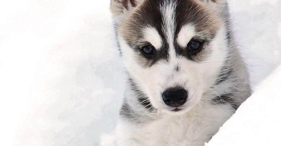Pyhätunturi: Husky safari 5km including a farm visit - Duration and pacing: 1.5 hours that can feel tight or just right
